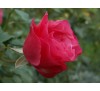 Роза Амалия (Amalia)
